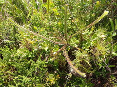 Struthiola argentea
