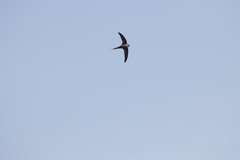 Cypsiurus parvus