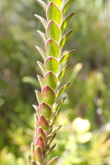 Struthiola argentea
