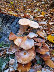Pholiota