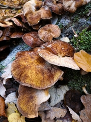 Pholiota
