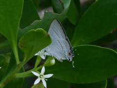 Hypolycaena phorbas