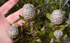Leucadendron muirii