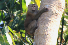 Macaca leonina