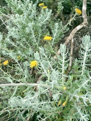 Helichrysum dasyanthum