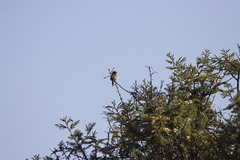 Cisticola fulvicapilla
