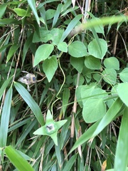 Codonopsis kawakamii