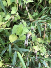 Codonopsis kawakamii