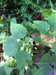Solanum nigrum