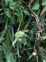 Codonopsis kawakamii