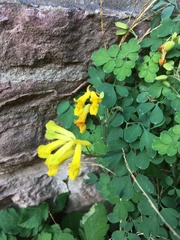 Pseudofumaria lutea