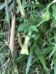 Codonopsis kawakamii