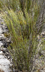 Restionaceae