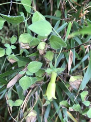 Codonopsis kawakamii