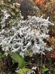 Stereocaulon vesuvianum