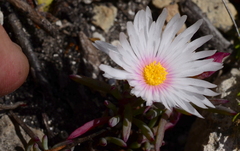 Lampranthus ceriseus