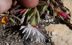 Lampranthus ceriseus