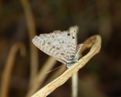 Leptotes pirithous