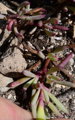 Lampranthus ceriseus