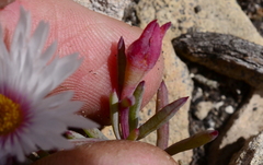Lampranthus ceriseus
