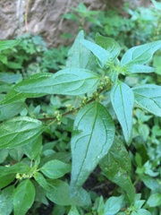 Parietaria judaica