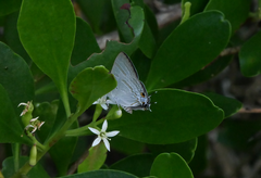 Hypolycaena phorbas