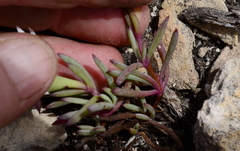 Lampranthus ceriseus