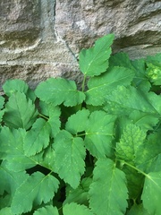 Aegopodium podagraria