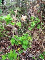 Hypoestes aristata alba