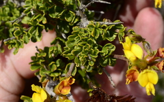 Wiborgiella