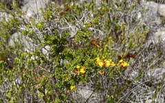 Wiborgiella