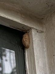 Megalopyge opercularis