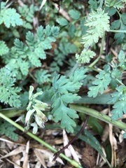 Corydalis ophiocarpa