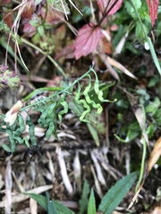 Corydalis ophiocarpa