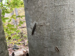 Megapallifera mutabilis