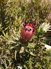 Protea neriifolia