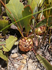 Protea acaulos