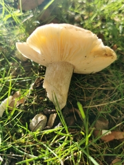 Clitocybe fragrans