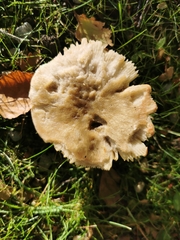 Clitocybe fragrans