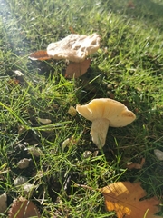 Clitocybe fragrans