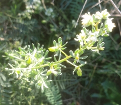 Reseda phyteuma