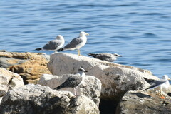 Larus michahellis