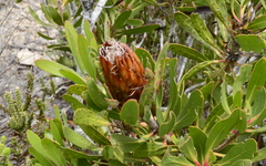 Protea obtusifolia