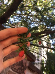 Taxus baccata