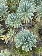 Tournefortia gnaphalodes