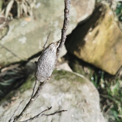 Saturnia pyretorum