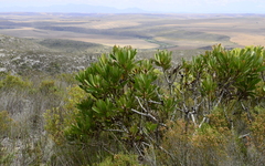 Protea obtusifolia