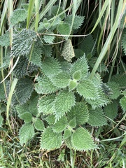 Urtica thunbergiana