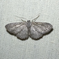 Idaea violacearia