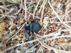 Gonopus tibialis